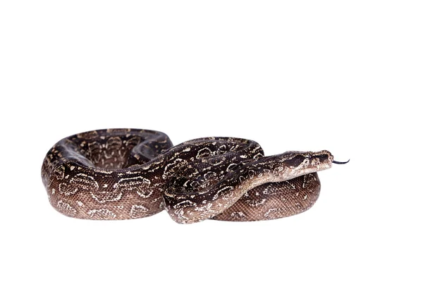 Leopardo Argentino Boa sobre fundo branco . — Fotografia de Stock