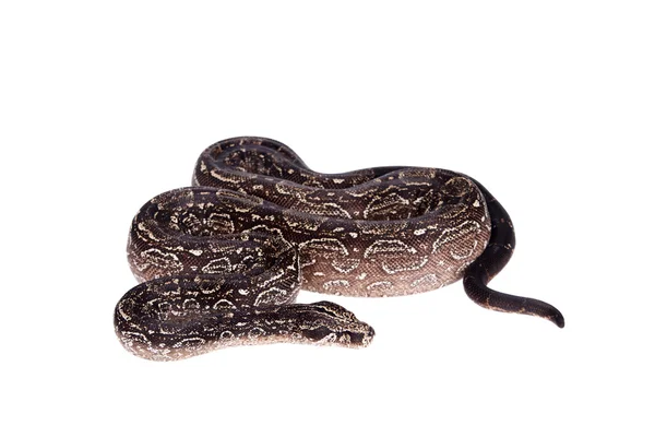 Leopardo Argentino Boa sobre fundo branco . — Fotografia de Stock