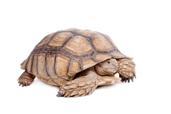 Afrikaanse aangespoord Tortoise op wit — Stockfoto