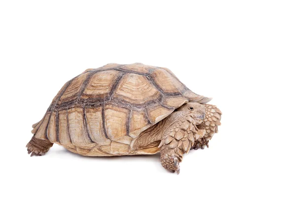 Afrikaanse aangespoord Tortoise op wit — Stockfoto