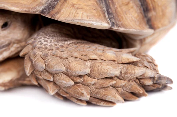 African Spurred Tortoise on white — Stock Photo, Image