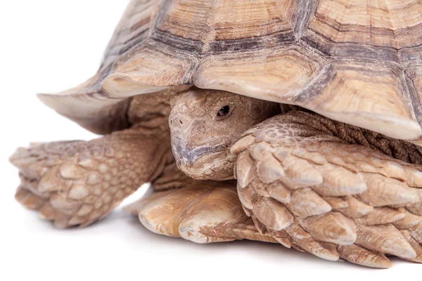 African Spurred Tortoise on white — Stock Photo, Image