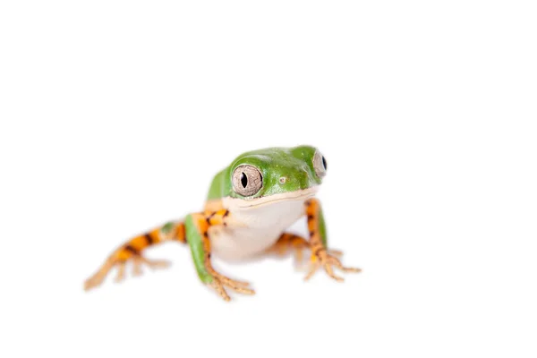 Північна оранжевоногі листові жаби на білому — стокове фото