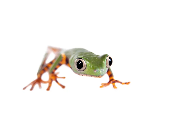 Rana foglia sbarrata isolata su bianco — Foto Stock