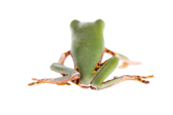 Sapo de folha barrada isolado em branco — Fotografia de Stock