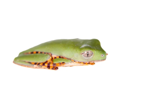 Grenouille barrée isolée sur blanc — Photo