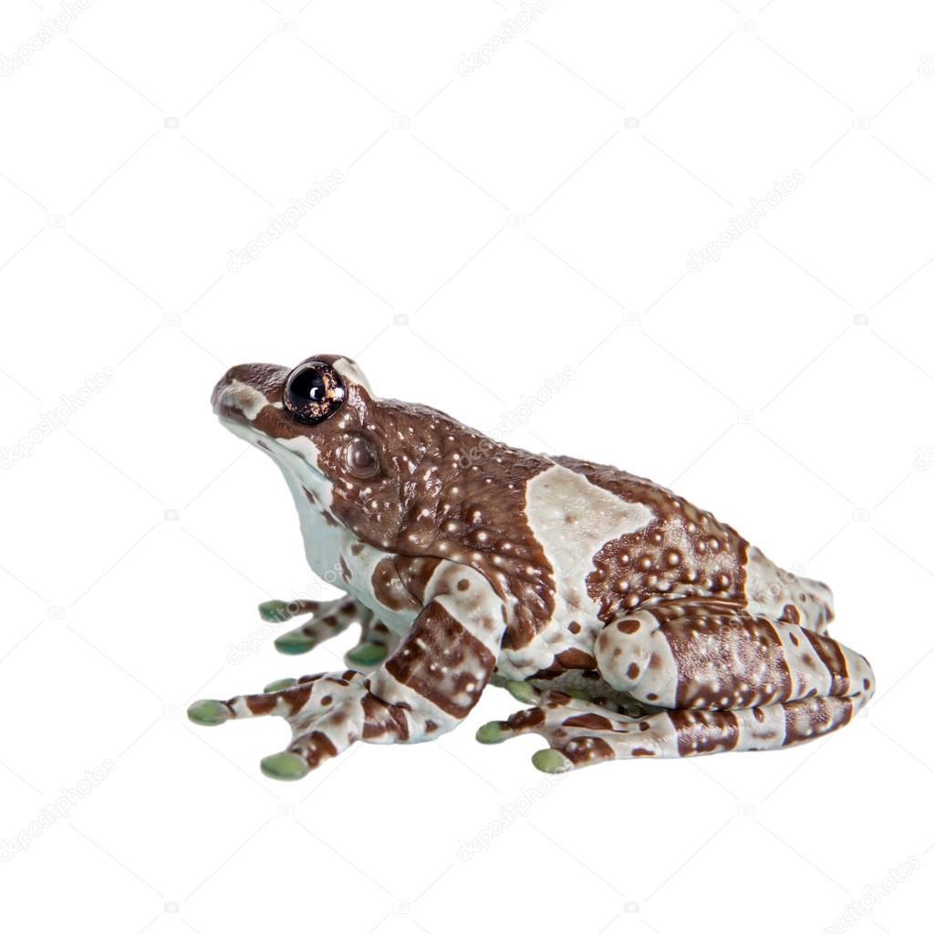 Amazon Milk Frog isolated on white