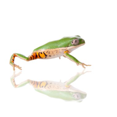 Northern orange-legged leaf frog on white clipart