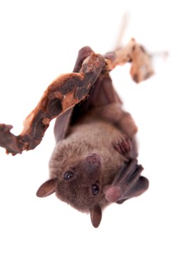 Beyaz izole Mısır meyve yarasası