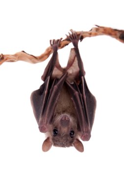 Egyptian fruit bat isolated on white clipart