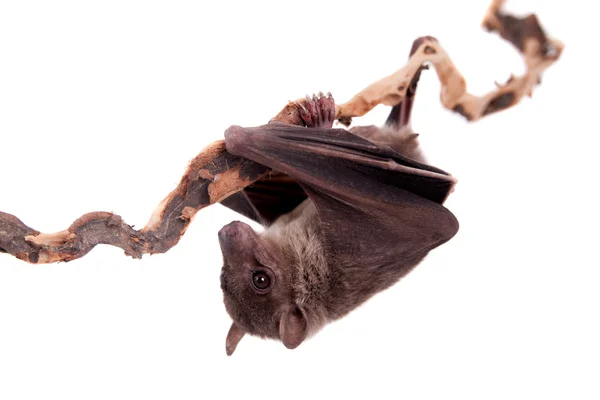 Ägyptische Fruchtfledermaus isoliert auf weiß — Stockfoto