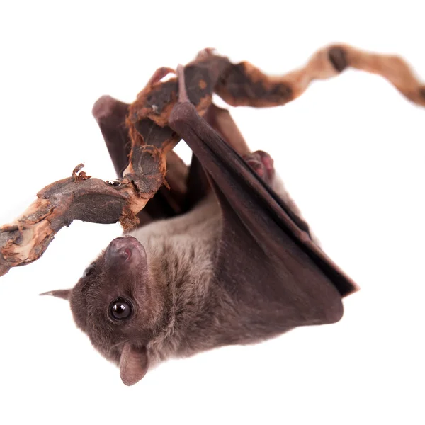 Ägyptische Fruchtfledermaus isoliert auf weiß — Stockfoto