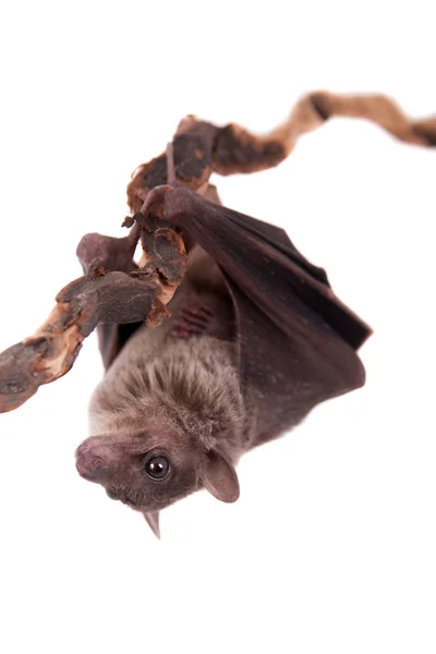 Egyptian fruit bat isolated on white — Stock Photo, Image