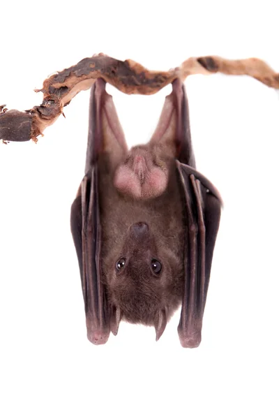 Morcego de frutas egípcio isolado em branco — Fotografia de Stock