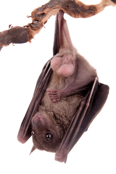 Egyptian fruit bat isolated on white — Stock Photo, Image