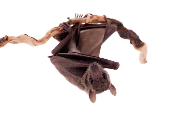 Ägyptische Fruchtfledermaus isoliert auf weiß — Stockfoto