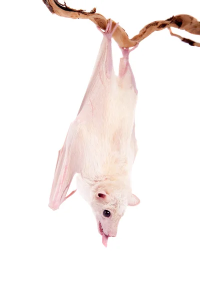 Ägyptische Fruchtfledermaus isoliert auf weiß — Stockfoto