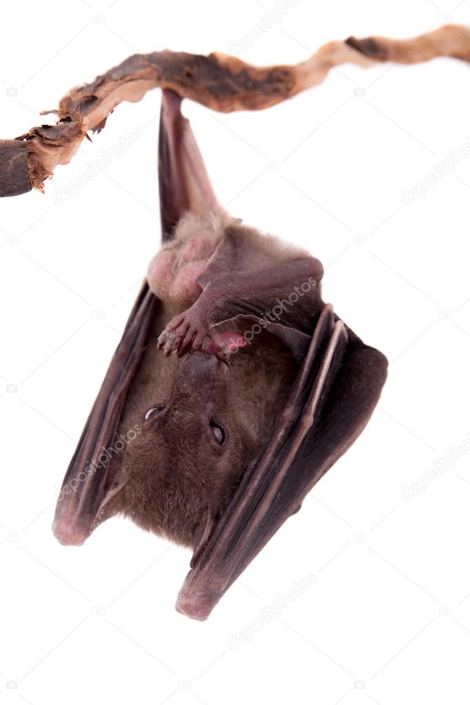 Egyptian fruit bat isolated on white