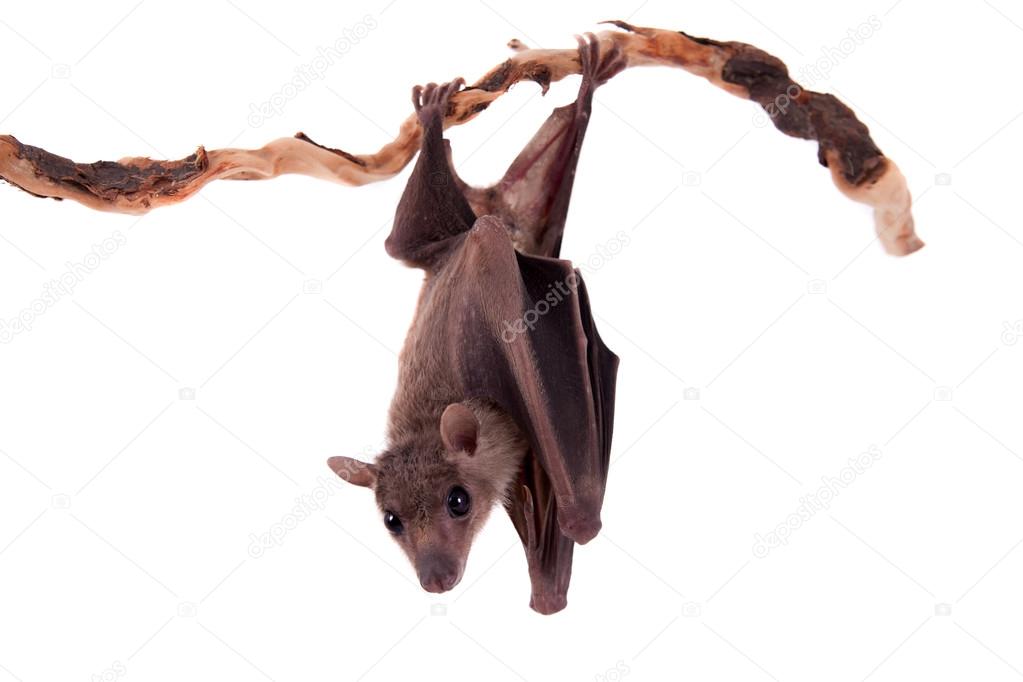 Egyptian fruit bat isolated on white — Stock Photo © Farinosa 68467759