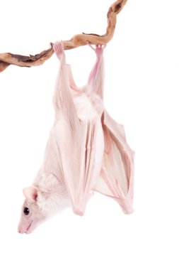 Beyaz izole Mısır meyve yarasası