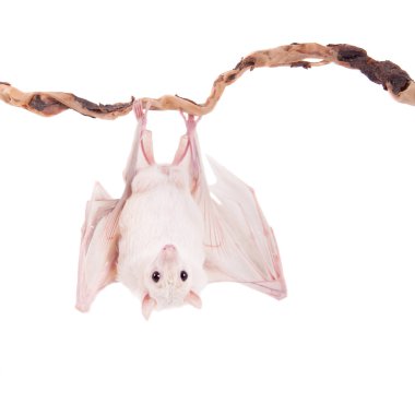 Beyaz izole Mısır meyve yarasası