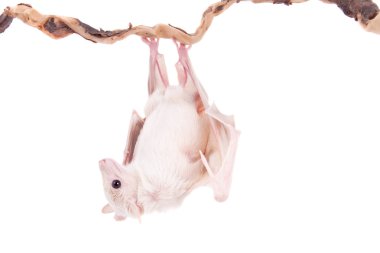 Beyaz izole Mısır meyve yarasası