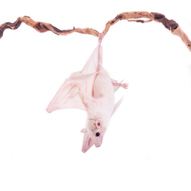 Beyaz izole Mısır meyve yarasası