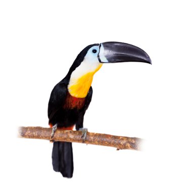 Channel-billed toucan isolated on white clipart