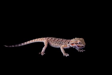 Siyah izole küçük sakallı Ejder