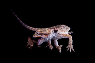 Small bearded dragon catching cricket, isolated on black clipart