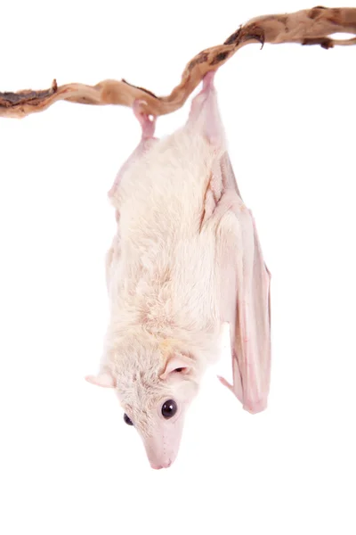 흰색 절연 이집트 과일 박쥐 — 스톡 사진