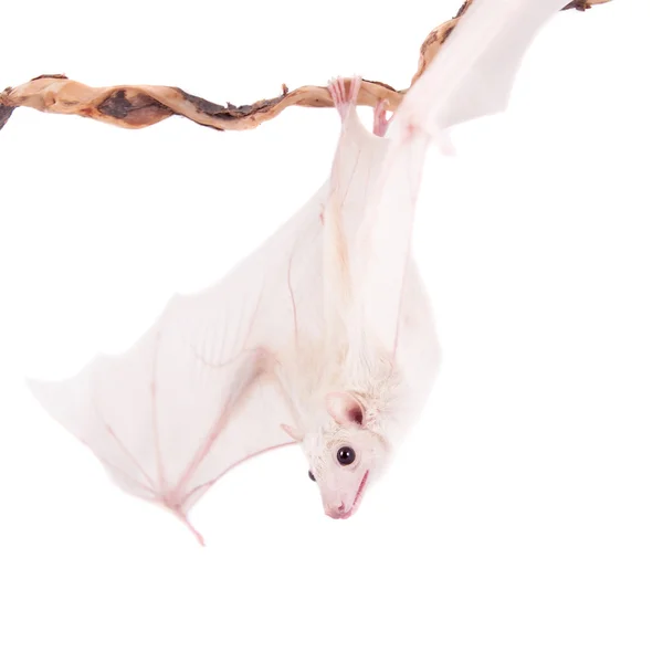 Egyptian fruit bat isolated on white — Stock Photo, Image