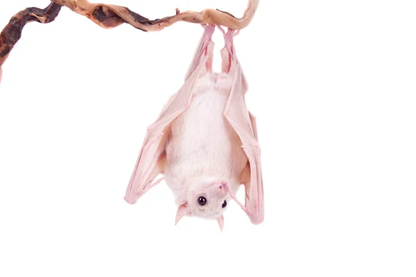 Pipistrello frutta egiziano isolato su bianco — Foto Stock