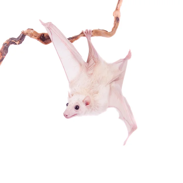 Egyptian fruit bat isolated on white — Stock Photo, Image