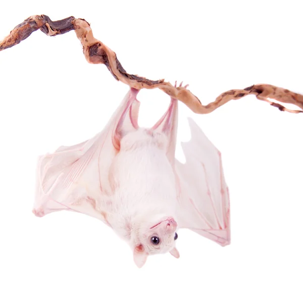 Pipistrello frutta egiziano isolato su bianco — Foto Stock