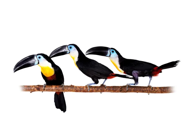 Kanal-billed toucan isolerad på vit — Stockfoto