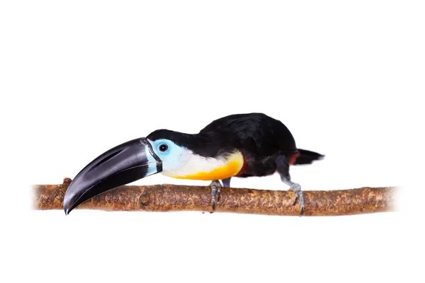 Kanal-billed toucan isolerad på vit — Stockfoto