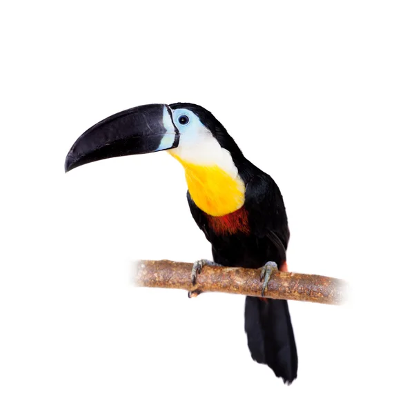 Κανάλι-τιμολογημένος toucan απομονωθεί σε λευκό — Φωτογραφία Αρχείου