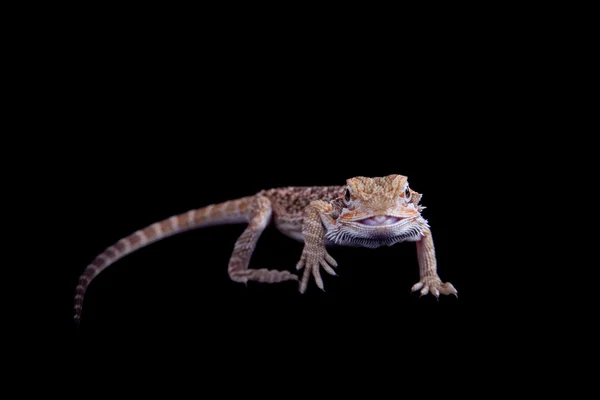 Pequeño dragón barbudo aislado en negro —  Fotos de Stock