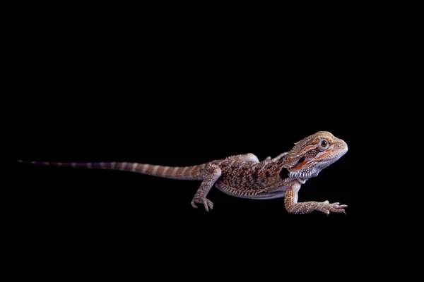 Маленький бородатий дракон ізольований на чорному — стокове фото