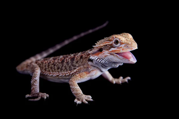 Small bearded dragon isolated on black — Stock Photo, Image