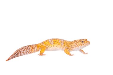 Beyaz bir arka plan üzerinde leopar Gecko