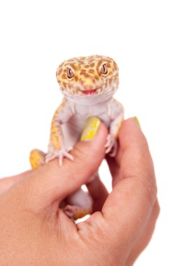 Beyaz bir arka plan üzerinde leopar Gecko