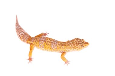 Beyaz bir arka plan üzerinde leopar Gecko