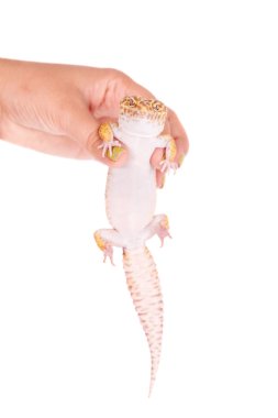 Beyaz bir arka plan üzerinde leopar Gecko