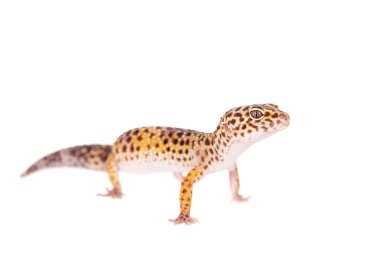 Beyaz bir arka plan üzerinde leopar Gecko