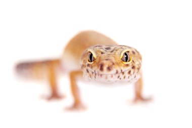 Beyaz bir arka plan üzerinde leopar Gecko