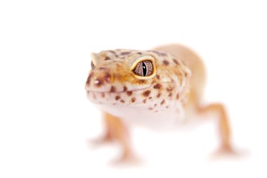 Beyaz bir arka plan üzerinde leopar Gecko