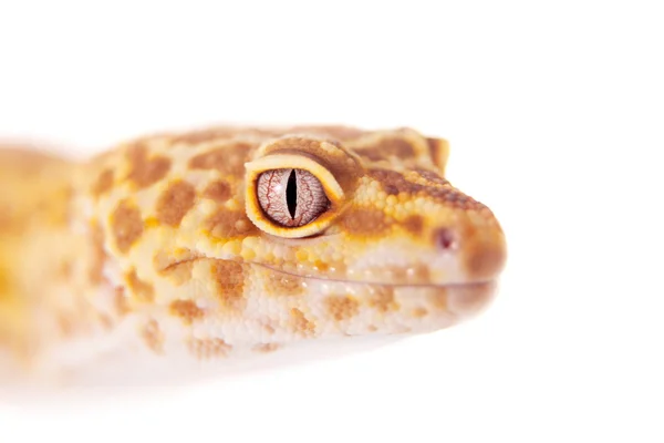 Beyaz bir arka plan üzerinde leopar Gecko — Stok fotoğraf