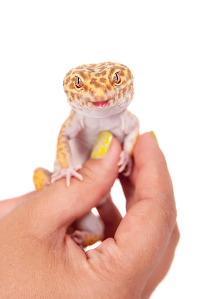 एक सफेद पृष्ठभूमि पर तेंदुए Gecko — स्टॉक फ़ोटो, इमेज